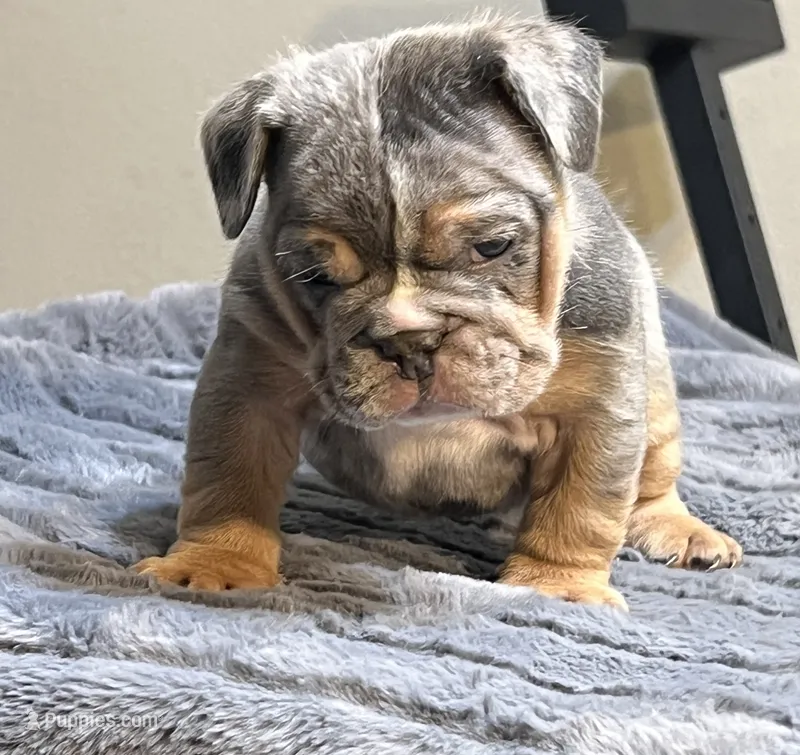 Doja – English Bulldog puppy for sale in Lancaster, CA