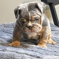 Doja, a female English Bulldog for sale in Lancaster, CA – 1 of 3