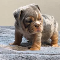 Doja, a female English Bulldog for sale in Lancaster, CA – 2 of 3