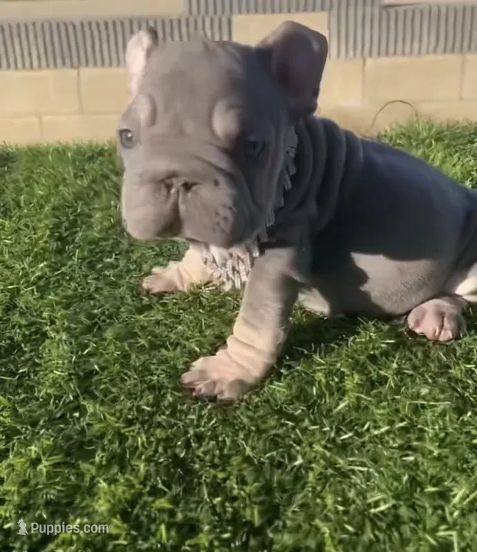 Cardi – French Bulldog puppy for sale in Lancaster, CA