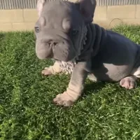 Cardi, a female French Bulldog for sale in Lancaster, CA – 1 of 3