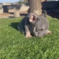 Cardi, a female French Bulldog for sale in Lancaster, CA – 3 of 3