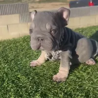 Cardi, a female French Bulldog for sale in Lancaster, CA – 2 of 3
