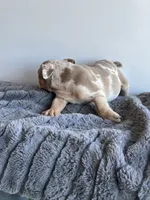 Block, a male English Bulldog for sale in Lancaster, CA – 4 of 4