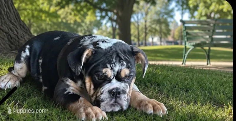 Juice – English Bulldog puppy for sale in Lancaster, CA
