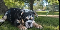 Juice, a male English Bulldog for sale in Lancaster, CA – 1 of 3