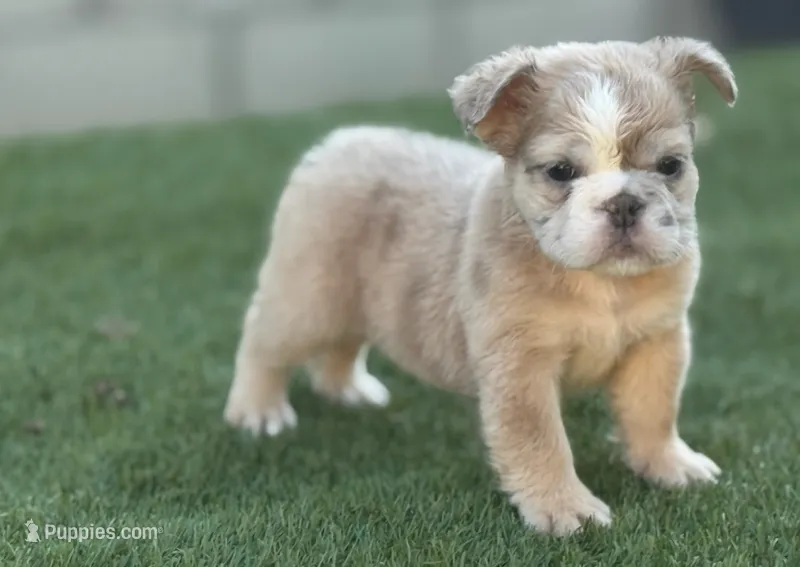 Jane – English Bulldog puppy for sale in Lancaster, CA
