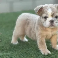 Jane, a female English Bulldog for sale in Lancaster, CA – 1 of 3