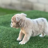 Jane, a female English Bulldog for sale in Lancaster, CA – 2 of 3