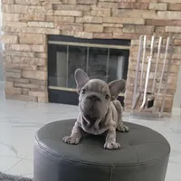 Deon, a male French Bulldog for sale in Lancaster, CA – 2 of 4