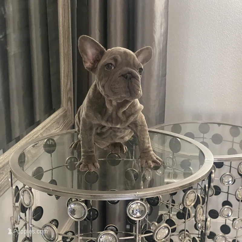 Deon – French Bulldog puppy for sale in Lancaster, CA