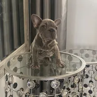 Deon, a male French Bulldog for sale in Lancaster, CA – 1 of 4