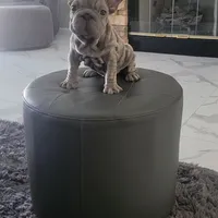 Deon, a male French Bulldog for sale in Lancaster, CA – 4 of 4