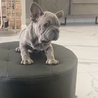 Deon, a male French Bulldog for sale in Lancaster, CA – 3 of 4