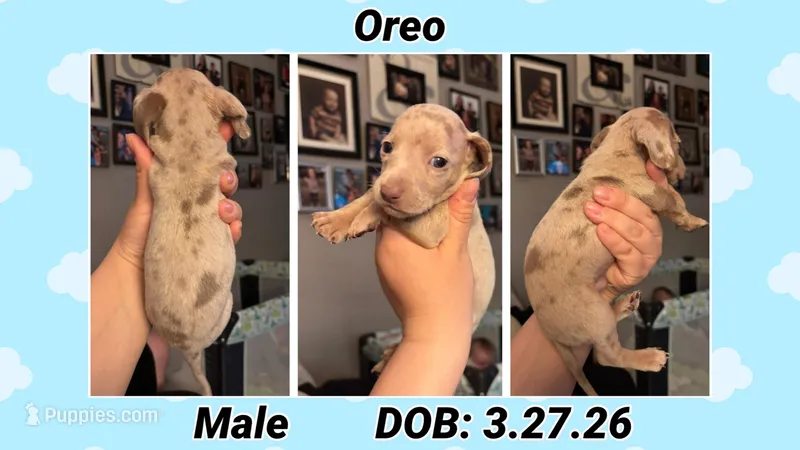 Oreo – Dachshund, Miniature Dachshund puppy for sale in Waco, TX