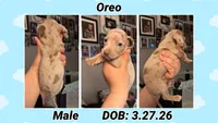 Oreo, a male Dachshund and Miniature Dachshund for sale in Waco, TX – 1 of 1