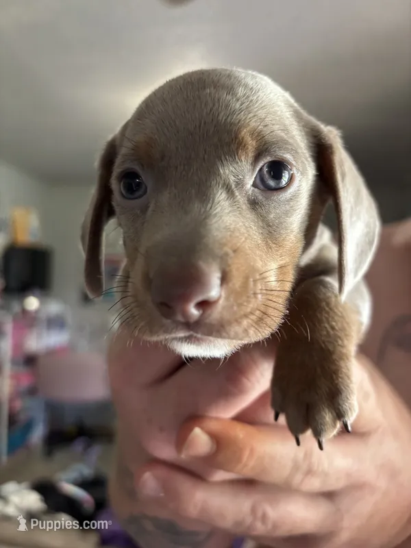 Dallas💙 – Dachshund, Miniature Dachshund puppy for sale in Waco, TX