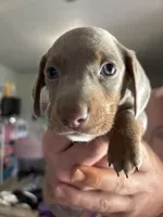 Dallas💙, a male Dachshund and Miniature Dachshund for sale in Waco, TX – 2 of 10