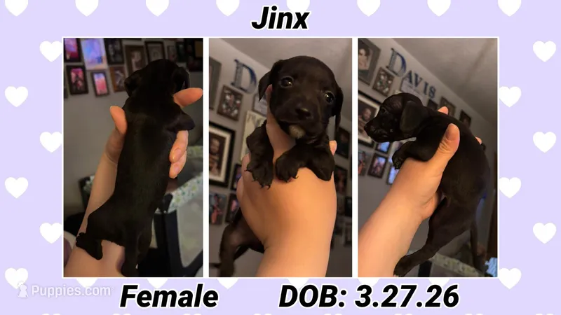 Jinx – Dachshund, Miniature Dachshund puppy for sale in Waco, TX