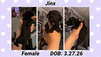 Jinx, a female Dachshund and Miniature Dachshund for sale in Waco, TX – 1 of 1