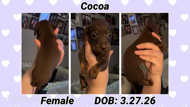 Cocoa – Dachshund, Miniature Dachshund puppy for sale in Waco, TX
