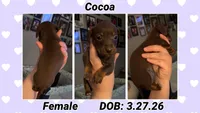 Cocoa, a female Dachshund and Miniature Dachshund for sale in Waco, TX – 1 of 1