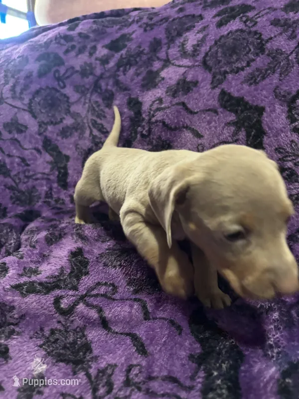 Dallas💙 – Dachshund, Miniature Dachshund puppy for sale in Waco, TX