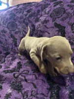 Dallas💙, a male Dachshund and Miniature Dachshund for sale in Waco, TX – 9 of 10