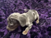 Pepper🩷, a female Dachshund and Miniature Dachshund for sale in Waco, TX – 6 of 10