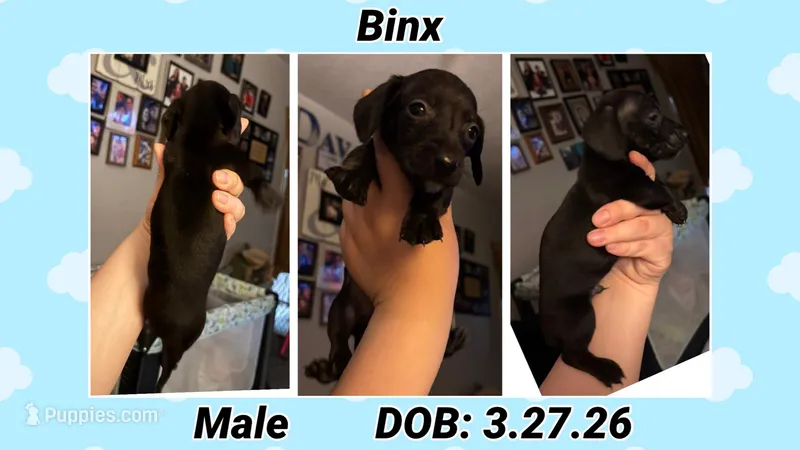 Binx – Dachshund, Miniature Dachshund puppy on hold in Waco, TX