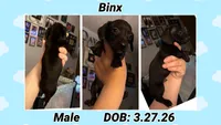 Binx, a male Dachshund and Miniature Dachshund for sale in Waco, TX – 1 of 1