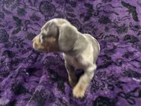 Pepper🩷, a female Dachshund and Miniature Dachshund for sale in Waco, TX – 8 of 10