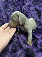 Dallas💙, a male Dachshund and Miniature Dachshund for sale in Waco, TX – 3 of 10