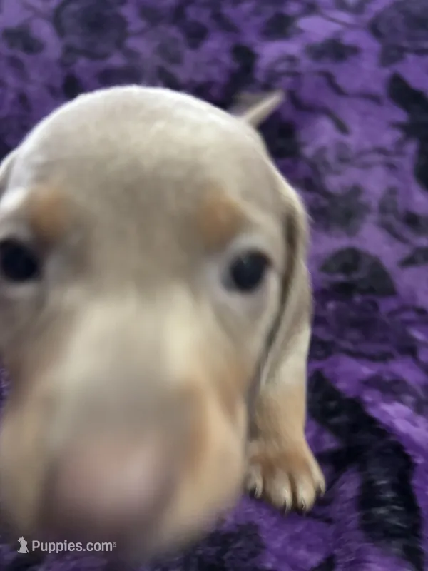 Dallas💙 – Dachshund, Miniature Dachshund puppy for sale in Waco, TX