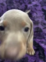 Dallas💙, a male Dachshund and Miniature Dachshund for sale in Waco, TX – 1 of 10
