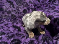 Pepper🩷, a female Dachshund and Miniature Dachshund for sale in Waco, TX – 5 of 10