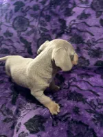Dallas💙, a male Dachshund and Miniature Dachshund for sale in Waco, TX – 4 of 10