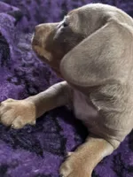 Dallas💙, a male Dachshund and Miniature Dachshund for sale in Waco, TX – 7 of 10