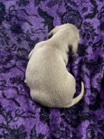 Dallas💙, a male Dachshund and Miniature Dachshund for sale in Waco, TX – 6 of 10