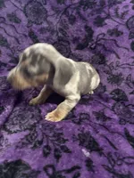 Pepper🩷, a female Dachshund and Miniature Dachshund for sale in Waco, TX – 4 of 10