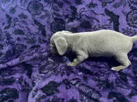 Dallas💙, a male Dachshund and Miniature Dachshund for sale in Waco, TX – 10 of 10