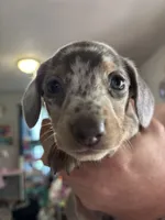 Pepper🩷, a female Dachshund and Miniature Dachshund for sale in Waco, TX – 2 of 10