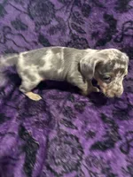 Pepper🩷, a female Dachshund and Miniature Dachshund for sale in Waco, TX – 7 of 10