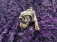 Pepper🩷, a female Dachshund and Miniature Dachshund for sale in Waco, TX – 10 of 10