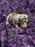 Pepper🩷, a female Dachshund and Miniature Dachshund for sale in Waco, TX – 9 of 10