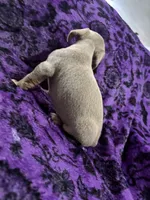 Dallas💙, a male Dachshund and Miniature Dachshund for sale in Waco, TX – 8 of 10