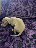 Dallas💙, a male Dachshund and Miniature Dachshund for sale in Waco, TX – 5 of 10