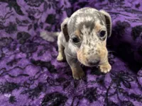 Pepper🩷, a female Dachshund and Miniature Dachshund for sale in Waco, TX – 1 of 10