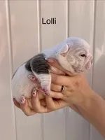 Lolli, a female English Bulldog and French Bulldog for sale in Sandy, UT – 2 of 2