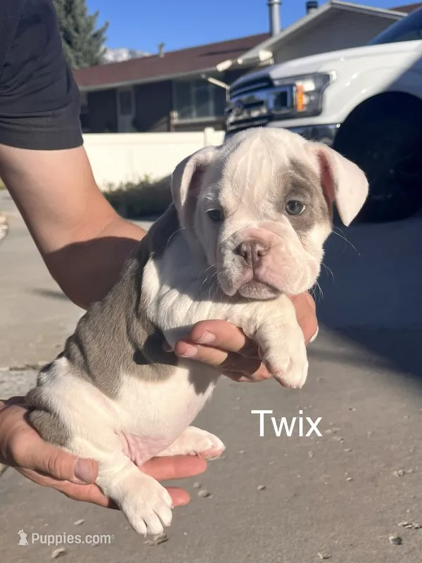 Twix – English Bulldog, French Bulldog puppy for sale in Sandy, UT